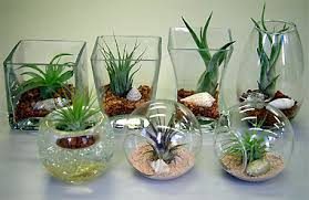 ไม้อากาศ Air plant จากร้าน 100 เยน Daiso กับการประดับสุดแสนสดชื่นน่ารัก