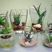 ไม้อากาศ Air plant จากร้าน 100 เยน Daiso กับการประดับสุดแสนสดชื่นน่ารัก