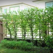 รีวิว “ปลูกไทรเกาหลี ทำรั้วต้นไม้” สร้างพื้นที่ส่วนตัว พร้อมกับความร่มรื่นจากต้นไม้สีเขียวขจี