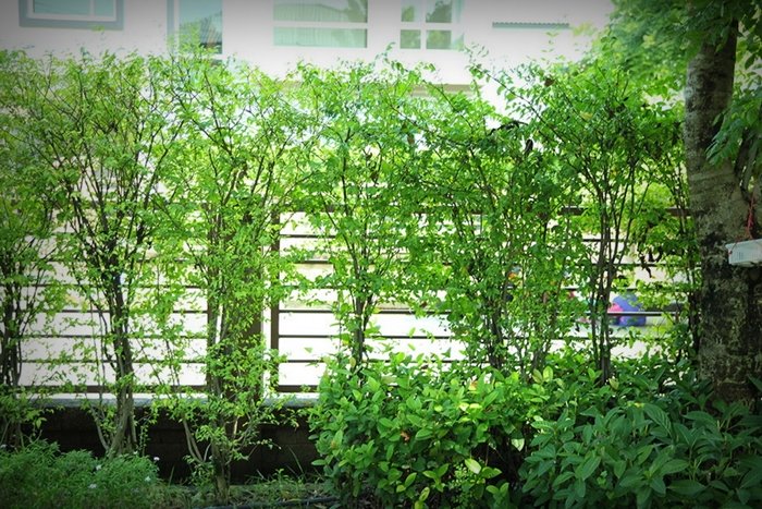 รีวิว “ปลูกไทรเกาหลี ทำรั้วต้นไม้” สร้างพื้นที่ส่วนตัว พร้อมกับความร่มรื่นจากต้นไม้สีเขียวขจี