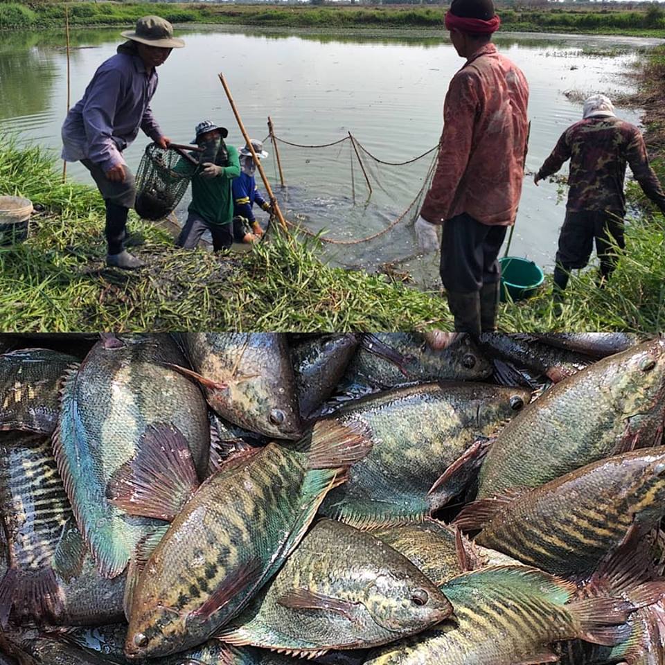 “เจตน์ โศภิษฐ์พงศธร” แปลงพื้นที่ร้างประโยชน์เป็น Akasha Farm บ่อปลาสลิดพอเพียง