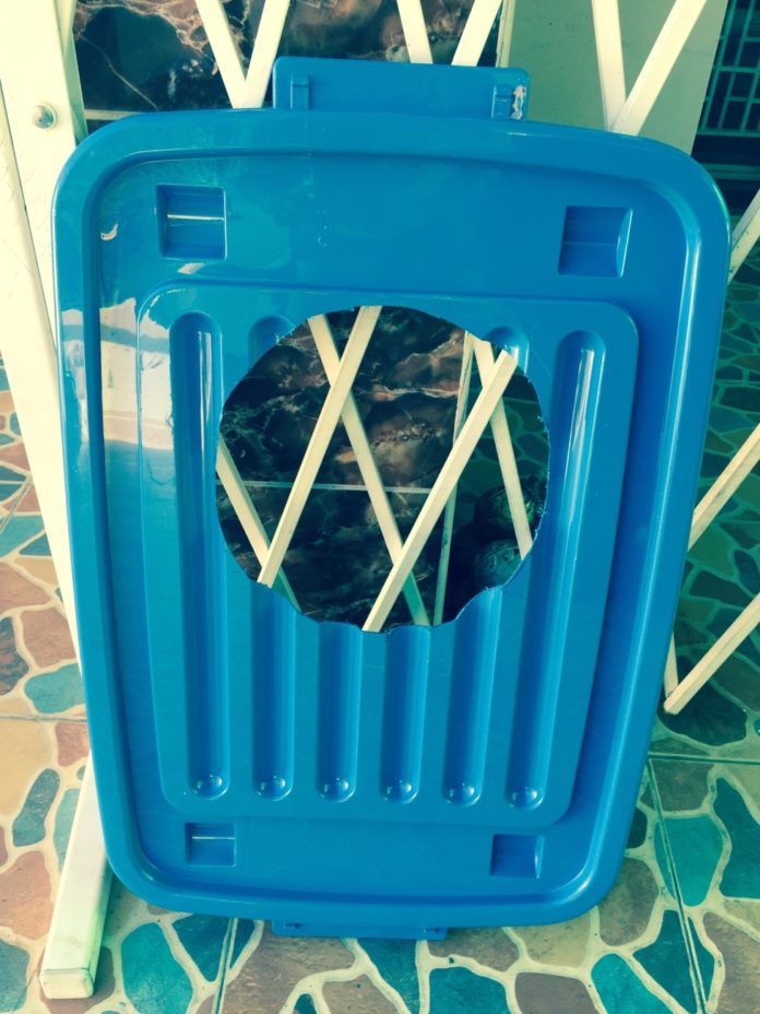 DIY “ห้องน้ำแมวทำเอง” ขั้นตอนสุดง่ายใช้แค่ลังพลาสติกสองใบ