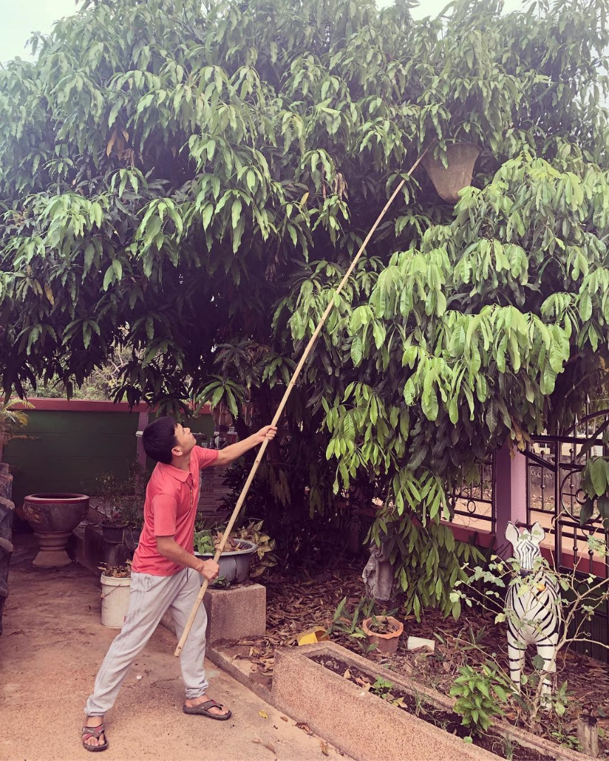 "บ้านไผ่ พงศธร" ที่ยโสธร หลังใหญ่ จัดเต็มด้วยพืชผักสวนครัว