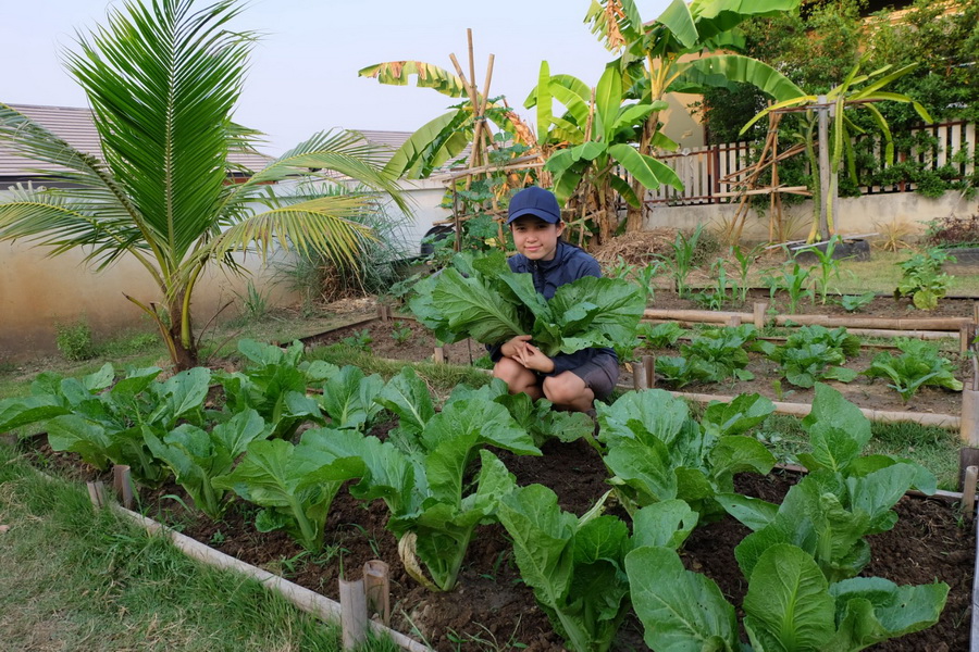 พาไปชม “แปลงผักข้างบ้าน” ไอเดียปลูกผักปลอดสารไว้ทานเอง เพื่อสุขภาพของคนที่เรารัก