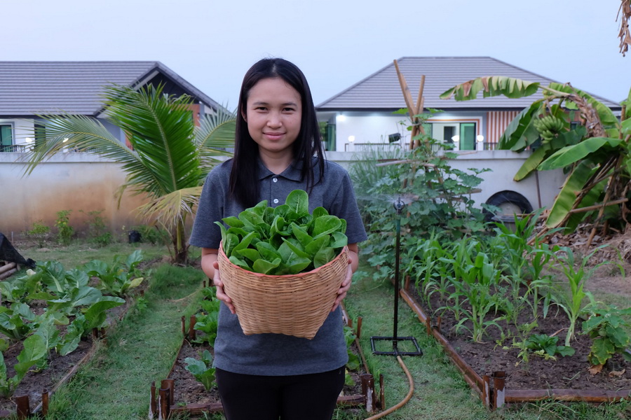 พาไปชม “แปลงผักข้างบ้าน” ไอเดียปลูกผักปลอดสารไว้ทานเอง เพื่อสุขภาพของคนที่เรารัก