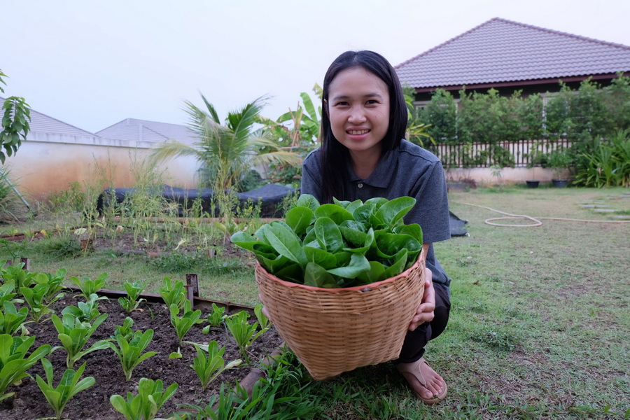 พาไปชม “แปลงผักข้างบ้าน” ไอเดียปลูกผักปลอดสารไว้ทานเอง เพื่อสุขภาพของคนที่เรารัก