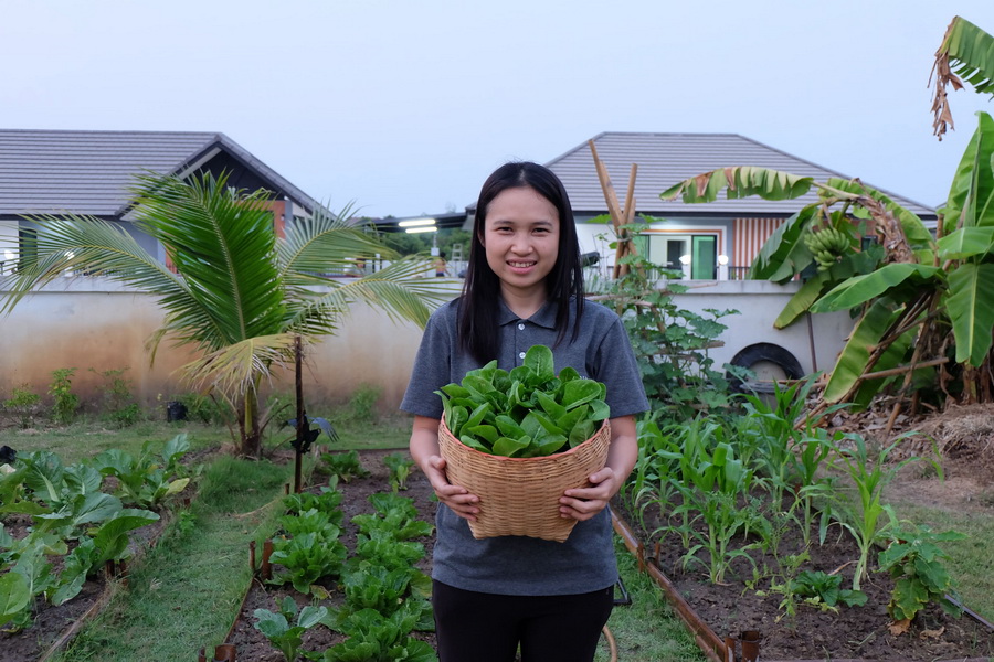 พาไปชม “แปลงผักข้างบ้าน” ไอเดียปลูกผักปลอดสารไว้ทานเอง เพื่อสุขภาพของคนที่เรารัก