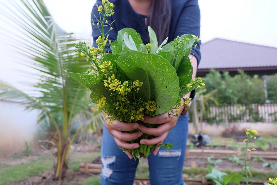 พาไปชม “แปลงผักข้างบ้าน” ไอเดียปลูกผักปลอดสารไว้ทานเอง เพื่อสุขภาพของคนที่เรารัก