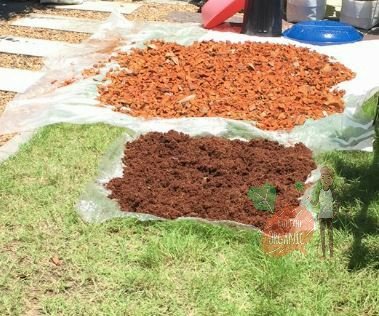 ปลูกฟักทองญี่ปุ่น ครั้งแรกก็ได้กิน