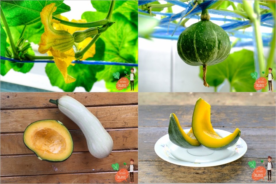 ปลูกฟักทองญี่ปุ่น ครั้งแรกก็ได้กิน