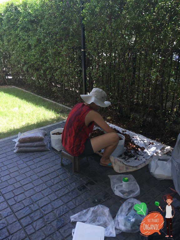 ปลูกฟักทองญี่ปุ่น ครั้งแรกก็ได้กิน