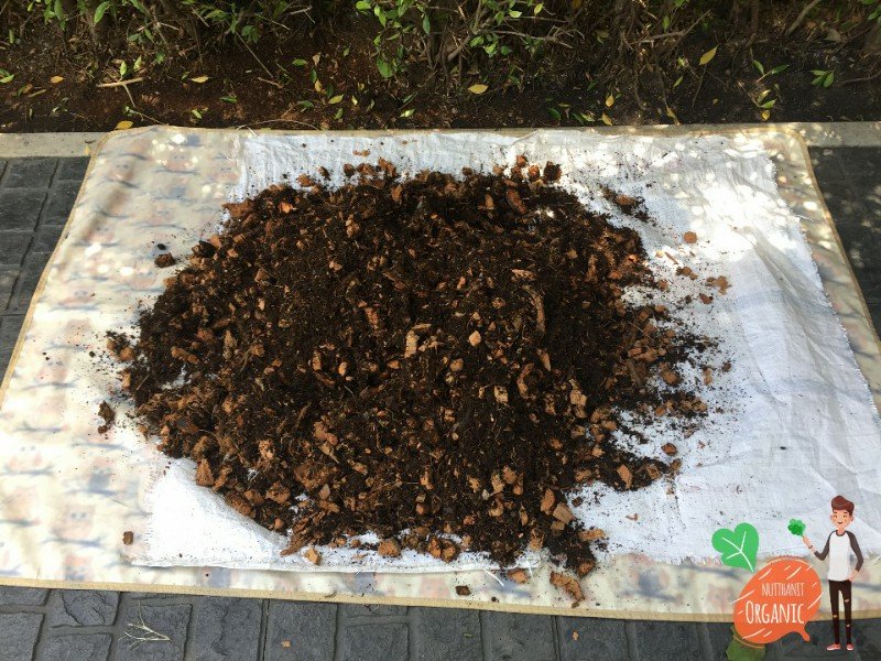 ปลูกฟักทองญี่ปุ่น ครั้งแรกก็ได้กิน