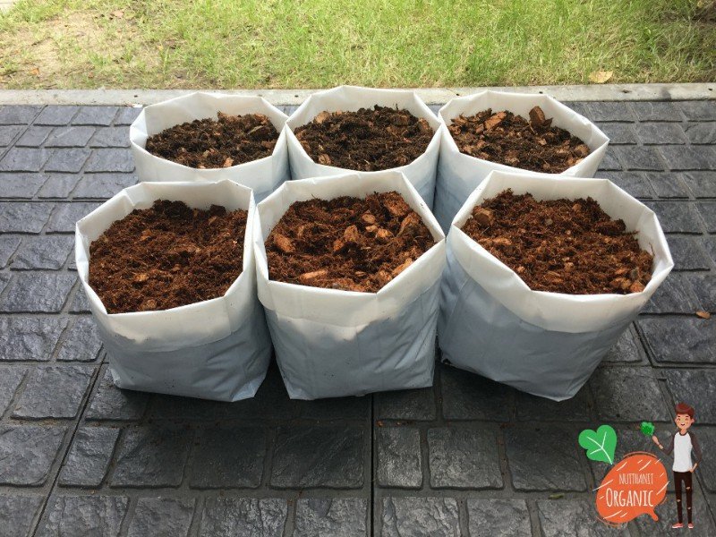 ปลูกฟักทองญี่ปุ่น ครั้งแรกก็ได้กิน