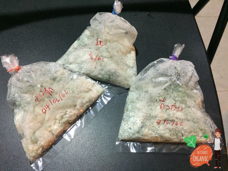 ปลูกฟักทองญี่ปุ่น ครั้งแรกก็ได้กิน