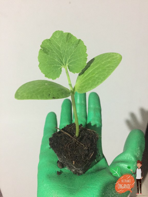 ปลูกฟักทองญี่ปุ่น ครั้งแรกก็ได้กิน