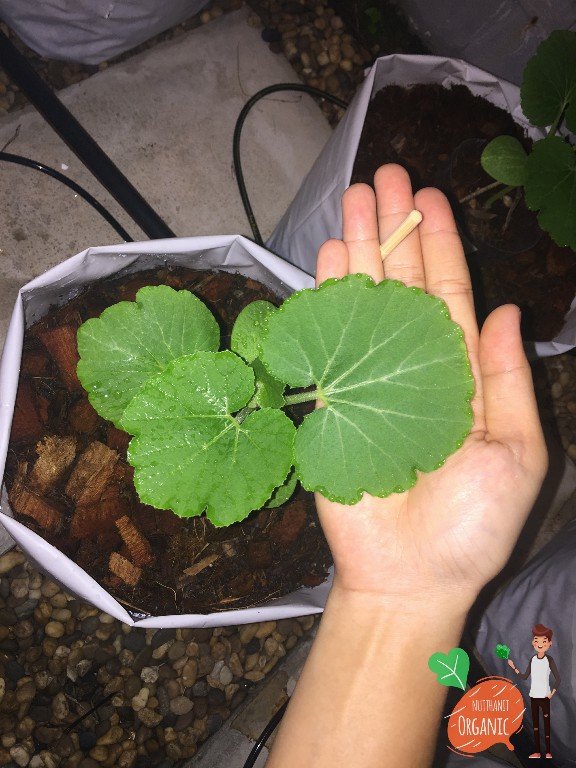 ปลูกฟักทองญี่ปุ่น ครั้งแรกก็ได้กิน