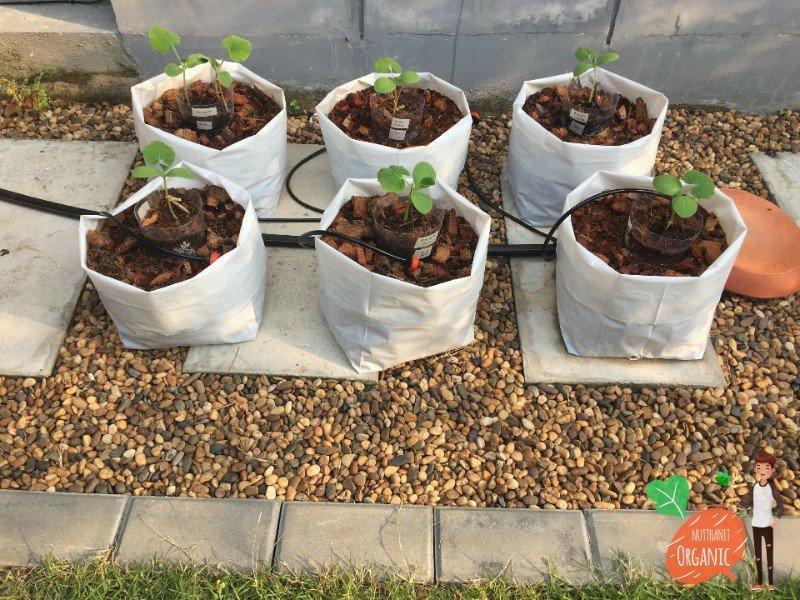 ปลูกฟักทองญี่ปุ่น ครั้งแรกก็ได้กิน