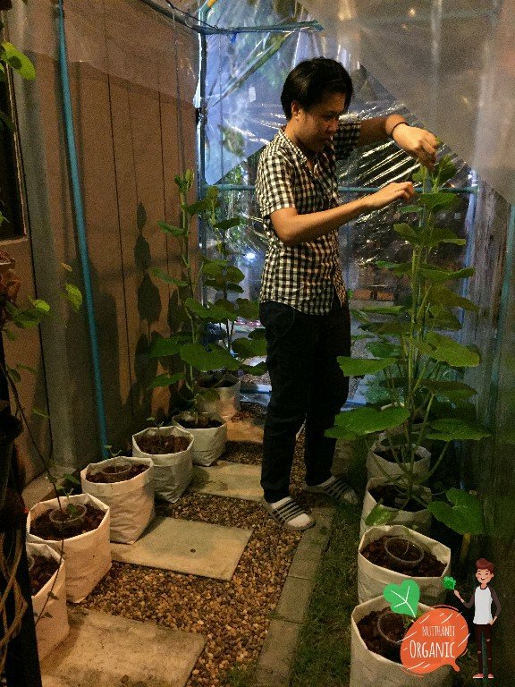 ปลูกฟักทองญี่ปุ่น ครั้งแรกก็ได้กิน