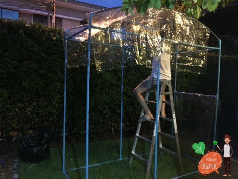 ปลูกฟักทองญี่ปุ่น ครั้งแรกก็ได้กิน