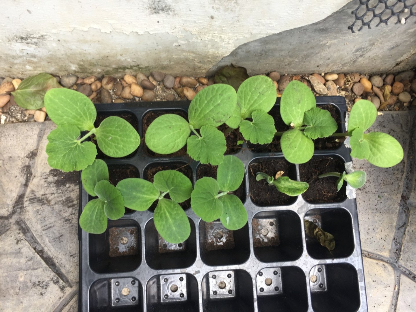 ปลูกฟักทองญี่ปุ่น ครั้งแรกก็ได้กิน