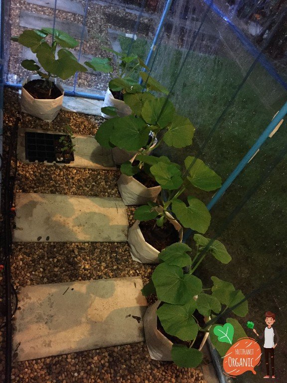 ปลูกฟักทองญี่ปุ่น ครั้งแรกก็ได้กิน