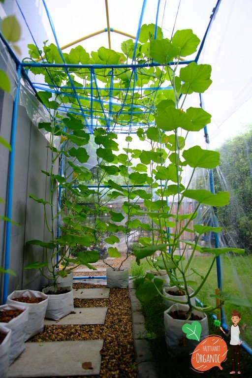 ปลูกฟักทองญี่ปุ่น ครั้งแรกก็ได้กิน