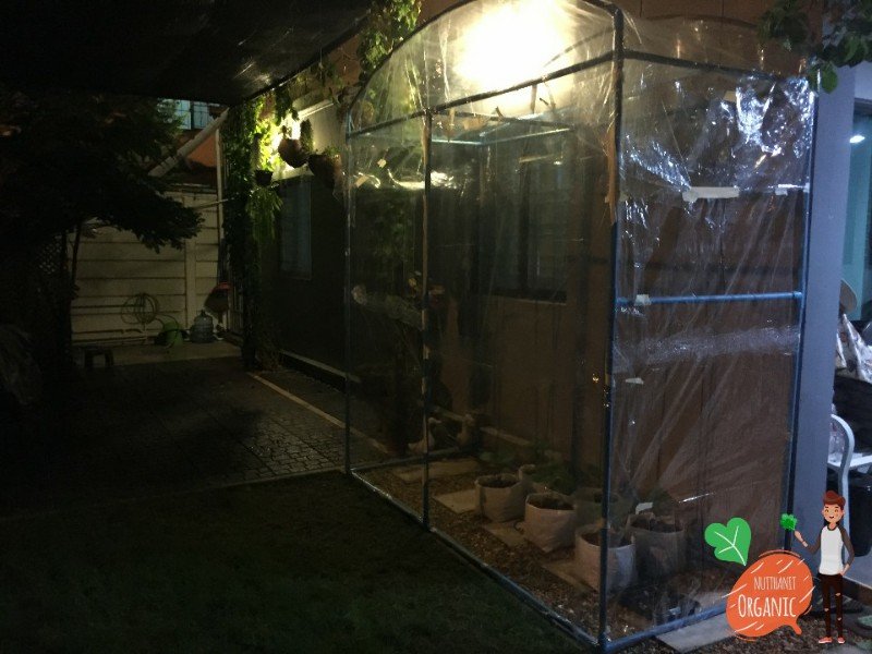 ปลูกฟักทองญี่ปุ่น ครั้งแรกก็ได้กิน