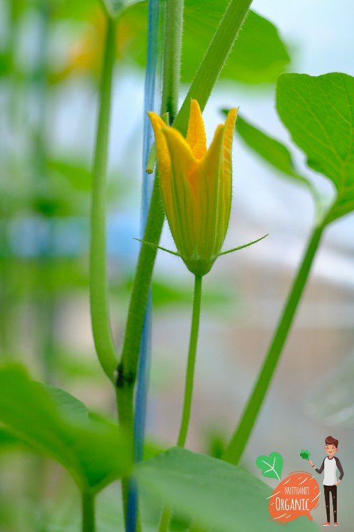 ปลูกฟักทองญี่ปุ่น ครั้งแรกก็ได้กิน