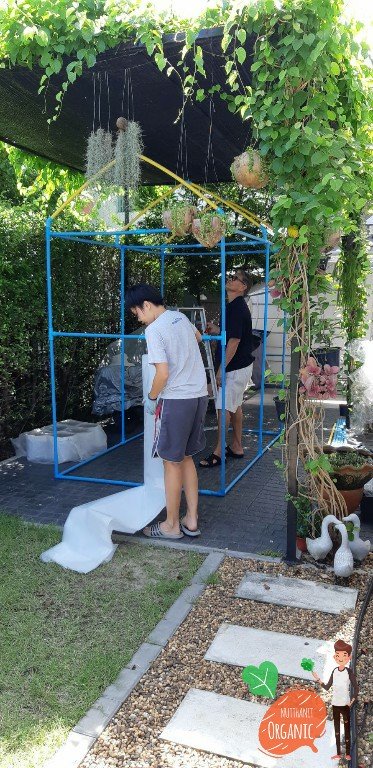 ปลูกฟักทองญี่ปุ่น ครั้งแรกก็ได้กิน