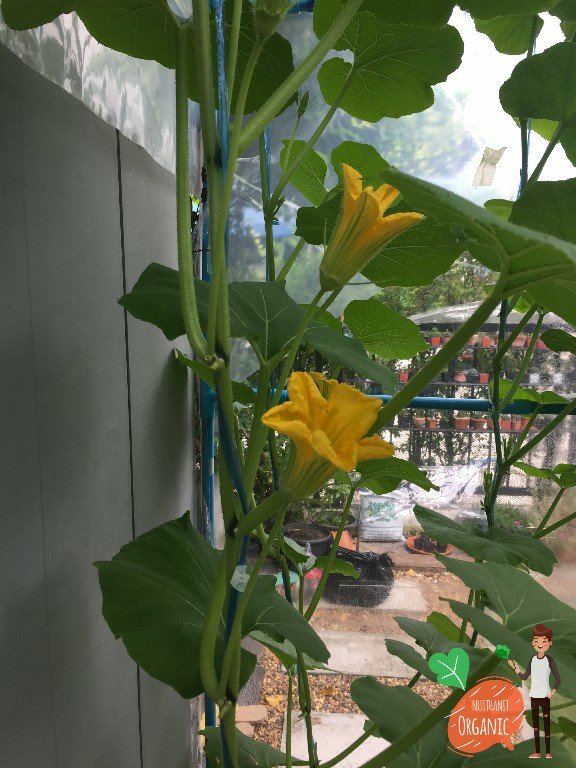 ปลูกฟักทองญี่ปุ่น ครั้งแรกก็ได้กิน