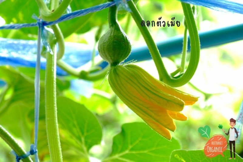 ปลูกฟักทองญี่ปุ่น ครั้งแรกก็ได้กิน