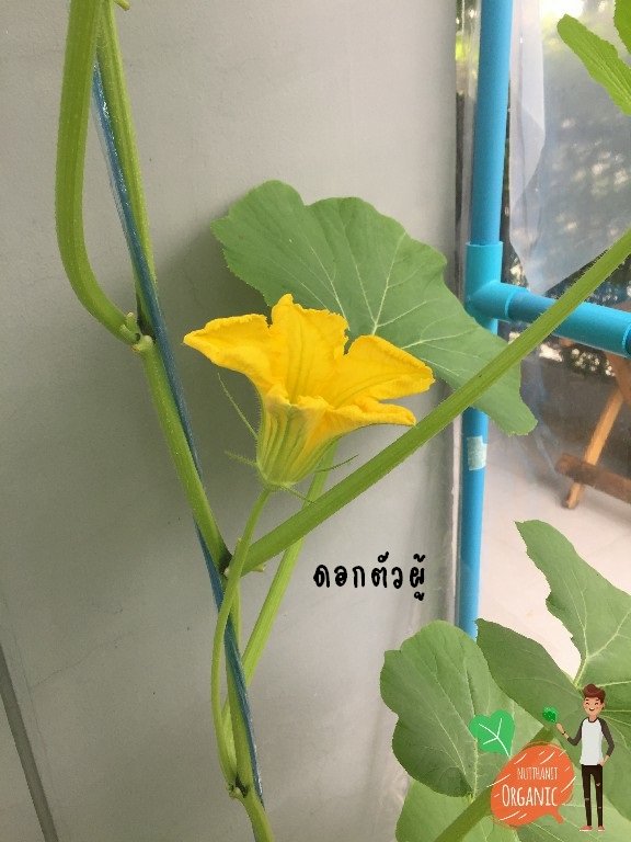 ปลูกฟักทองญี่ปุ่น ครั้งแรกก็ได้กิน