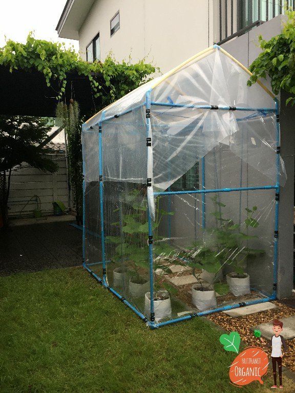 ปลูกฟักทองญี่ปุ่น ครั้งแรกก็ได้กิน