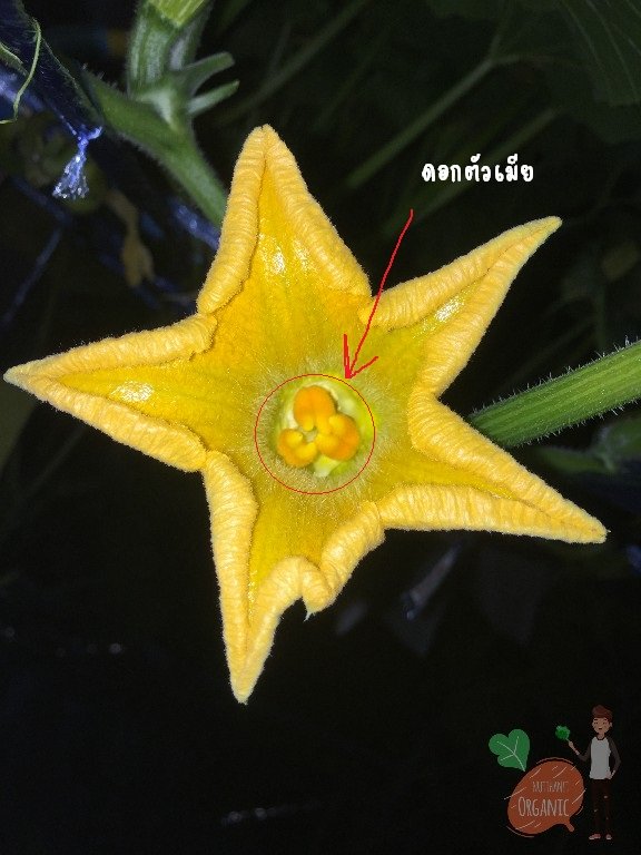 ปลูกฟักทองญี่ปุ่น ครั้งแรกก็ได้กิน