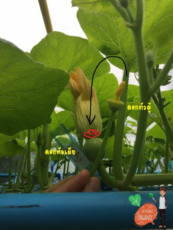 ปลูกฟักทองญี่ปุ่น ครั้งแรกก็ได้กิน