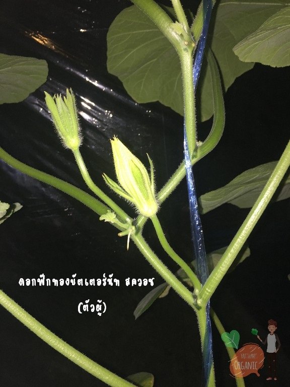 ปลูกฟักทองญี่ปุ่น ครั้งแรกก็ได้กิน