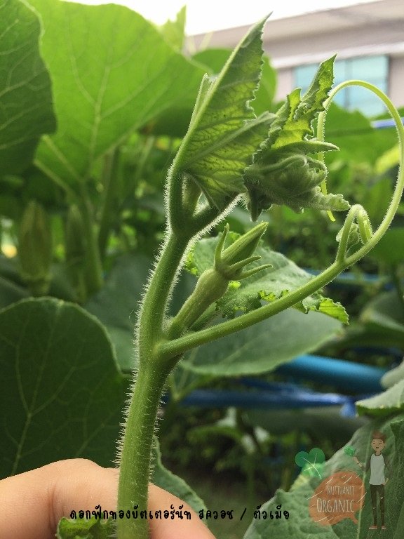 ปลูกฟักทองญี่ปุ่น ครั้งแรกก็ได้กิน