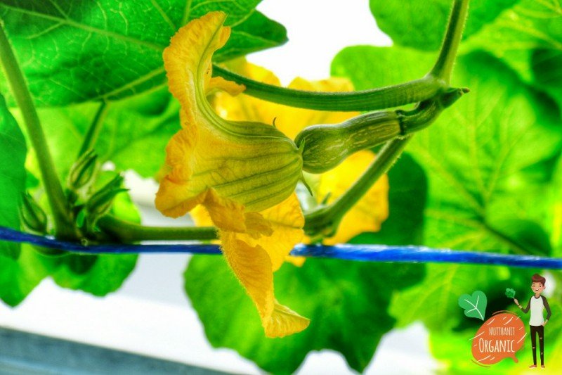 ปลูกฟักทองญี่ปุ่น ครั้งแรกก็ได้กิน