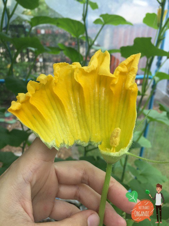 ปลูกฟักทองญี่ปุ่น ครั้งแรกก็ได้กิน
