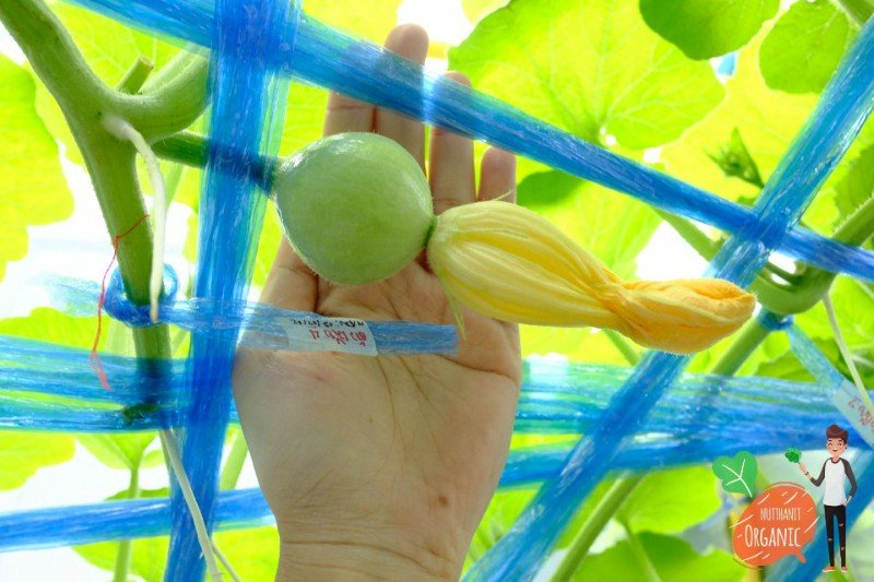 ปลูกฟักทองญี่ปุ่น ครั้งแรกก็ได้กิน