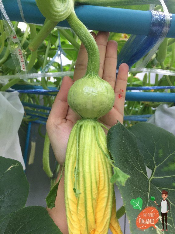 ปลูกฟักทองญี่ปุ่น ครั้งแรกก็ได้กิน