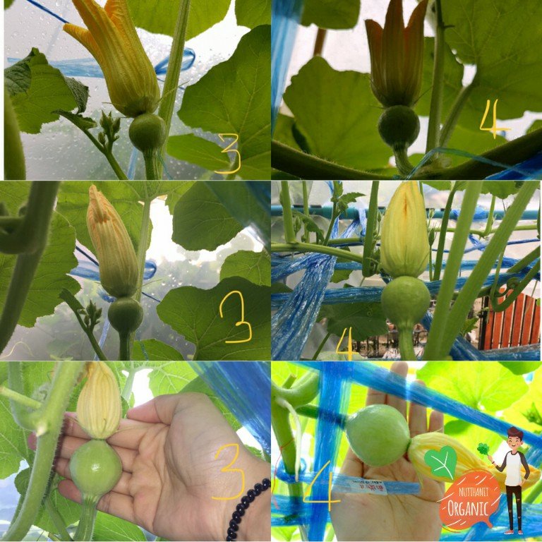 ปลูกฟักทองญี่ปุ่น ครั้งแรกก็ได้กิน