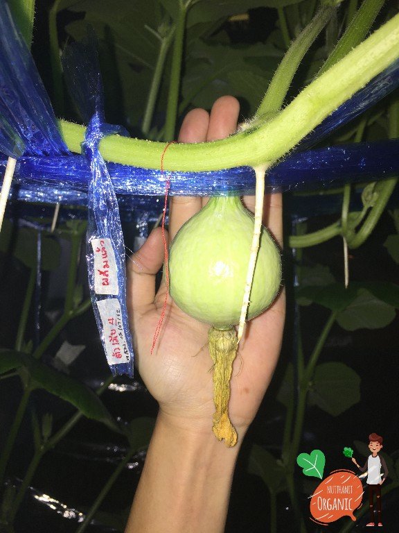 ปลูกฟักทองญี่ปุ่น ครั้งแรกก็ได้กิน