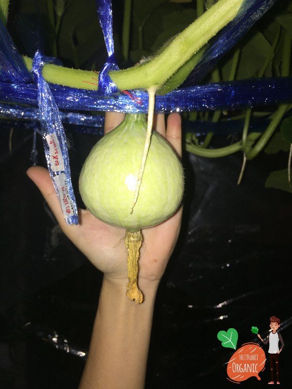 ปลูกฟักทองญี่ปุ่น ครั้งแรกก็ได้กิน