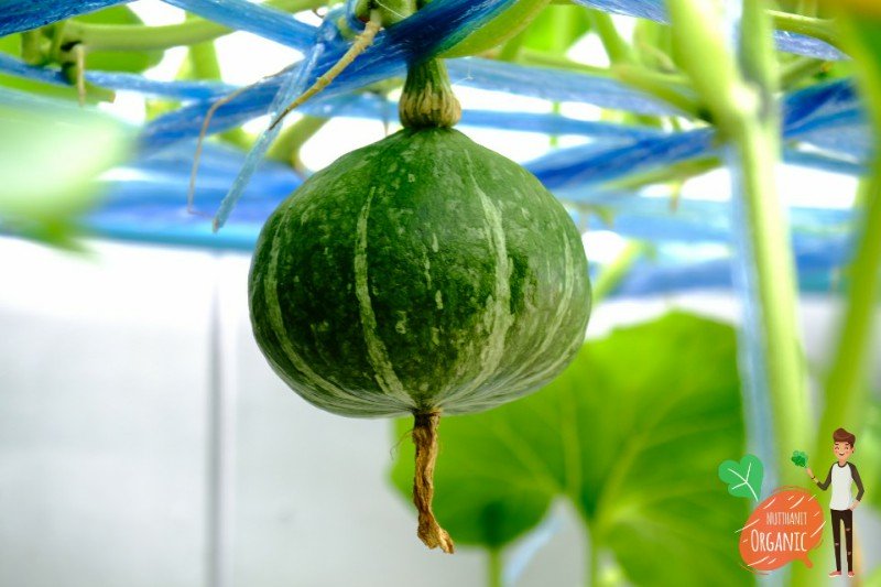 ปลูกฟักทองญี่ปุ่น ครั้งแรกก็ได้กิน