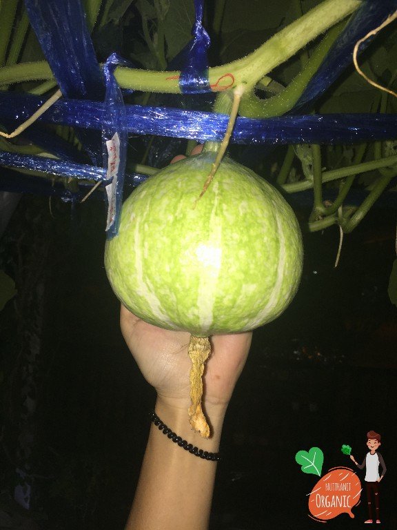 ปลูกฟักทองญี่ปุ่น ครั้งแรกก็ได้กิน