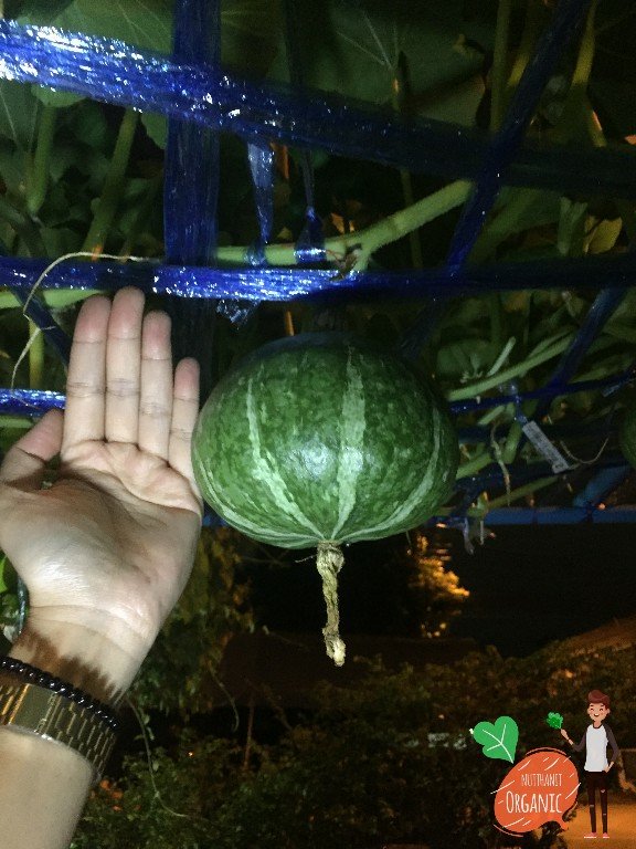 ปลูกฟักทองญี่ปุ่น ครั้งแรกก็ได้กิน