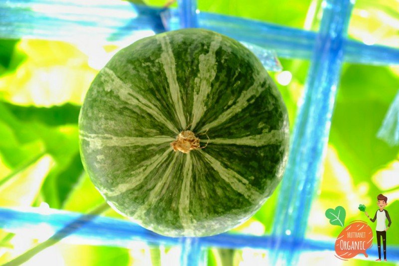 ปลูกฟักทองญี่ปุ่น ครั้งแรกก็ได้กิน