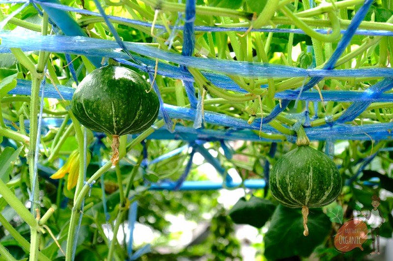 ปลูกฟักทองญี่ปุ่น ครั้งแรกก็ได้กิน