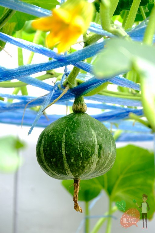 ปลูกฟักทองญี่ปุ่น ครั้งแรกก็ได้กิน